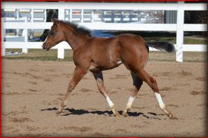 houstonwehaveaparte foal1.jpg